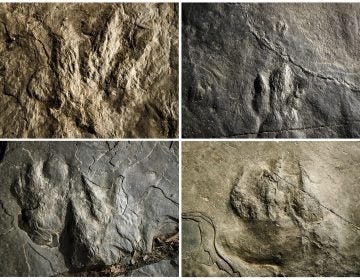 This Feb. 28, 2019, photo combination shows trace fossils on paving stones at the Valley Forge National Historical Park in Valley Forge, Pa. A volunteer at the park outside Philadelphia recently discovered dozens of fossilized footprints on flat rocks installed to pave a section of hiking trail. (Matt Rourke/AP Photo)