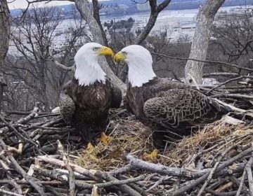 This March 4, 2019, image from video provided by Earth Conservation Corps Eagle Cam, shows Bald Eagles Liberty and Justice on their nest in Washington. (Earth Conservation Corps via AP)