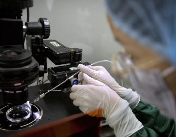 On March 19, an expert committee convened by the World Health Organization is calling for the U.N. health agency to create a global registry of scientists working on gene editing. (Mark Schiefelbein/AP Photo)
