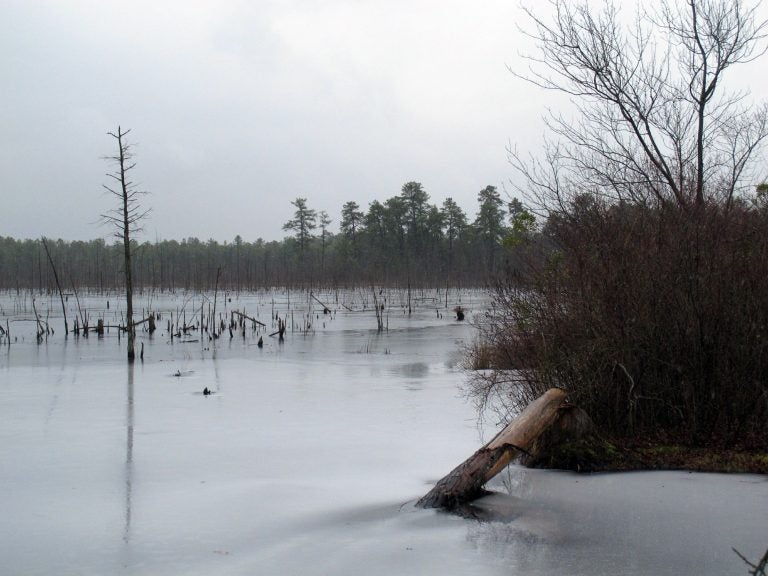 This Jan. 6, 2014 photo shows a section of the Pinelands region in Lakehurst N.J. On March 25, 2019, the New Jersey Department of Environmental Protection ordered five companies that make chemicals used to stain-proof clothing and make non-stick cookware to fund a plan to clean up contamination of the state's environment, including waterways, that have been tainted by the presence of the chemicals. (AP Photo/Wayne Parry)