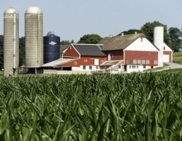 A field of corn is seen on a farm, Wednesday, July 11, 2018, Lancaster County, Pa. (Matt Slocum/AP Photo)