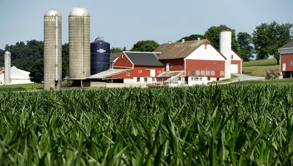 A field of corn is seen on a farm, Wednesday, July 11, 2018, Lancaster County, Pa. (Matt Slocum/AP Photo)