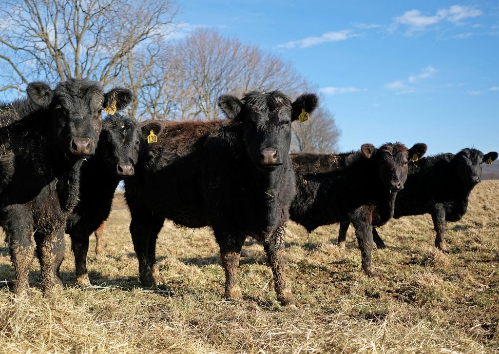 Cows graze in a field at Willow Run Farm in Fleetwood, Pennsylvania. Farmers acknowledge that raising cattle in a more sustainable manner might mean eating less meat, but they say we don't have to give it up. (Matt Smith for WHYY)