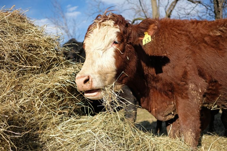 cow eating steak