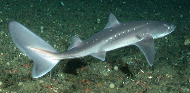 A spiny dogfish. (NOAA image)