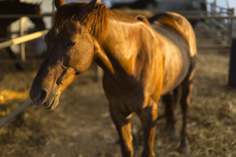 Portrait of a quarter horse. (Courtesy/Bigstock)