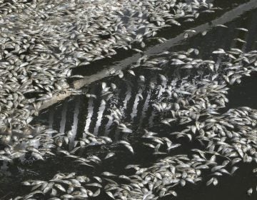 In this Tuesday, Aug. 23, 2016 photo, thousands of dead and decaying fish are washing ashore as they float up Waackaack Creek on the morning tide in Keansburg, N.J. State environmental officials say the scores of dead peanut bunker fish were likely chased into the Raritan Bay by other fish. Once there, they apparently were killed off by low levels of dissolved oxygen in the water. (Robert Sciarrino/NJ Advance Media via AP) (The Associated Press)(Robert Sciarrino/NJ Advance Media via AP)
