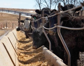 Cattle eating a mixture of antibiotic-free corn and hay at Corrin Farms, near Neola, Iowa. Their meat is sold by Niman Ranch. (Dan Charles/NPR)