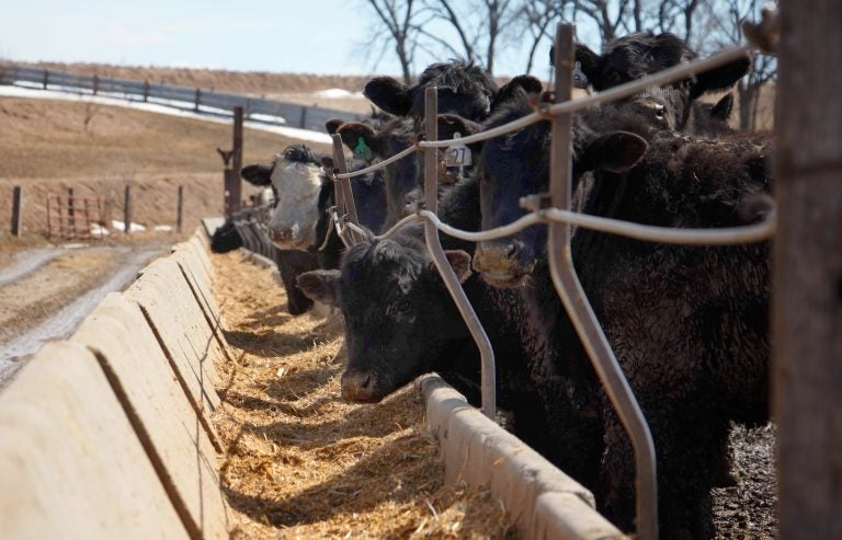 Cattle eating a mixture of antibiotic-free corn and hay at Corrin Farms, near Neola, Iowa. Their meat is sold by Niman Ranch. (Dan Charles/NPR)