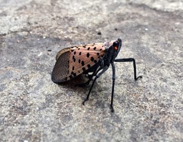 A spotted lanternfly lands on tthe sidewalk in Allentown, Pa. (Emma Lee/WHYY)