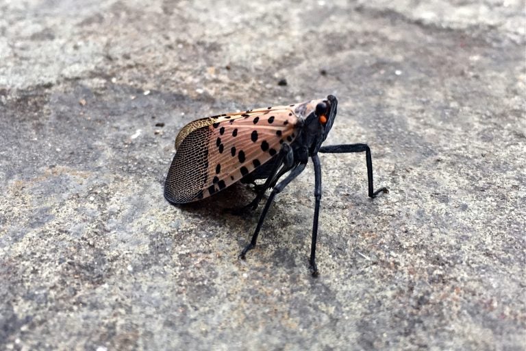 A spotted lanternfly lands on tthe sidewalk in Allentown, Pa. (Emma Lee/WHYY)