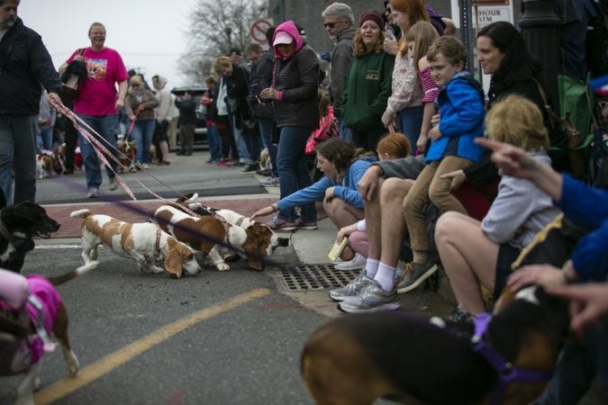 Basset hounds greet spectators as they participate in the annual BoardWaddle on Saturday, April 13, 2019, in Ocean City. (Miguel Martinez for WHYY)