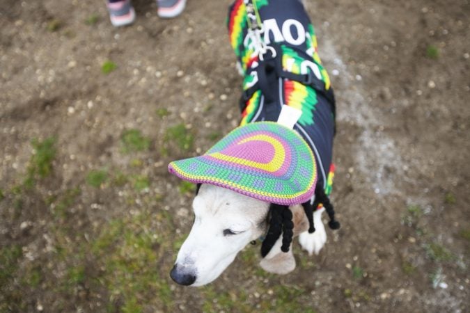 Basset hounds participate in the annual BoardWaddle on Saturday, April 13, 2019, in Ocean City. (Miguel Martinez for WHYY)