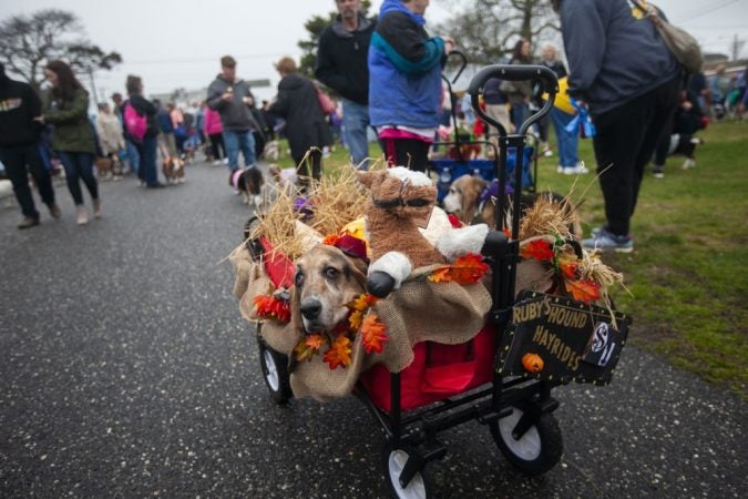 Basset hounds participate in the annual BoardWaddle on Saturday, April 13, 2019, in Ocean City. (Miguel Martinez for WHYY)