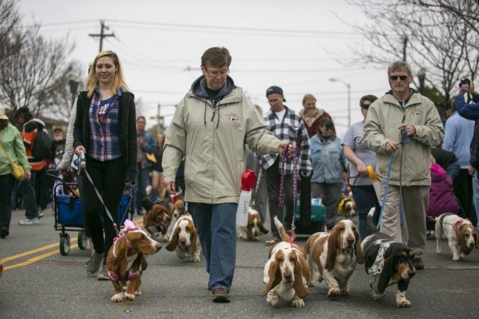 Basset hounds participate in the annual BoardWaddle on Saturday, April 13, 2019, in Ocean City. (Miguel Martinez for WHYY)