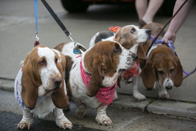 Basset hounds participate in the annual BoardWaddle on Saturday, April 13, 2019, in Ocean City. (Miguel Martinez for WHYY)