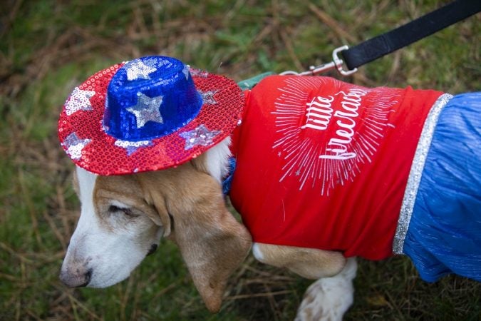 Basset hounds participate in the annual BoardWaddle on Saturday, April 13, 2019, in Ocean City. (Miguel Martinez for WHYY)