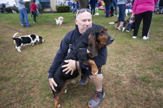 Basset hounds participate in the annual BoardWaddle on Saturday, April 13, 2019, in Ocean City. (Miguel Martinez for WHYY)