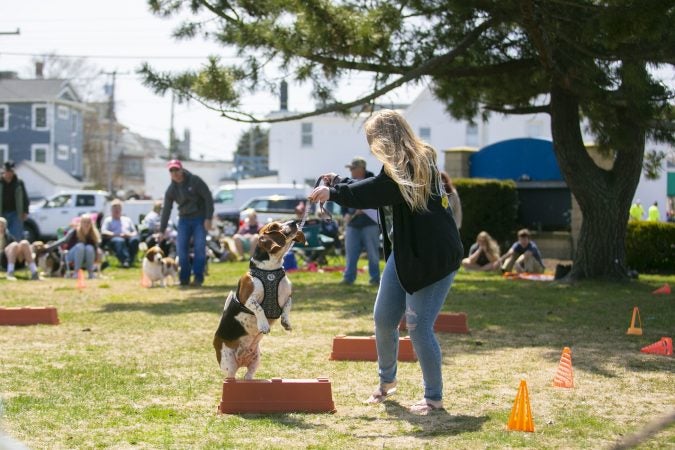 A basset hound runs through the obstacle course in the Basset Olympics on Friday, April 12, 2019, in Ocean City. (Miguel Martinez for WHYY)