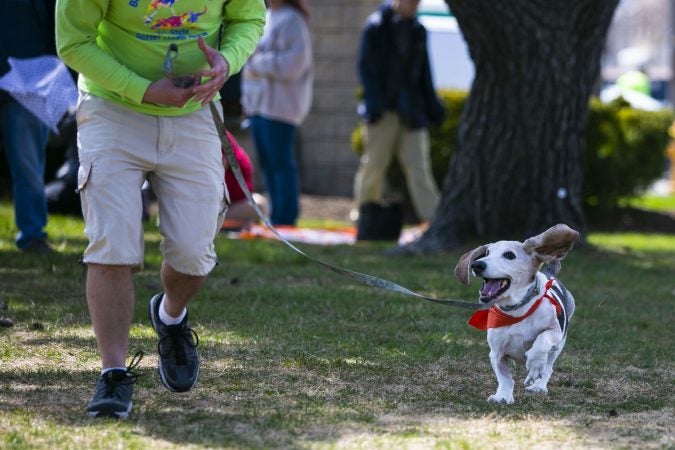 A basset hound runs through the obstacle course in the Basset Olympics on Friday, April 12, 2019, in Ocean City. (Miguel Martinez for WHYY)