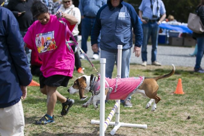 A basset hound runs through the obstacle course in the Basset Olympics on Friday, April 12, 2019, in Ocean City. (Miguel Martinez for WHYY)