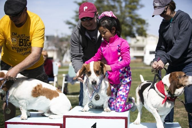 Mia Wagenberg places a medal on her dog, Buddy W, during the awards ceremony for the 15-meter hurdles at the Basset Hound Olympics in Ocean City. (Miguel Martinez for WHYY)