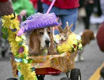 Thirteen-year-old Lily, in her Easter finery, makes her way down Asbury Avenue during the annual BoardWaddle in Ocean City on Saturday, April 13, 2019. Tri-State Basset Hound Rescue hosted the 21st BoardWaddle as part of the Ocean City Doo Dah Parade. (Miguel Martinez for WHYY)