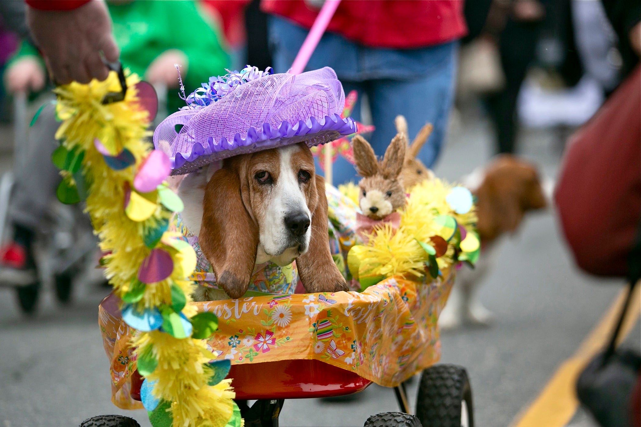 Bassets don their best for Ocean City parade WHYY