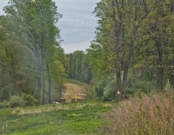 A Mariner East pipeline construction clearing in Delaware County. (Kimberly Paynter/WHYY)