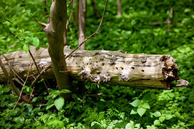 A fallen tree shows signs of evidence of a woodpecker searching for insects. (Brad Larrison for WHYY)