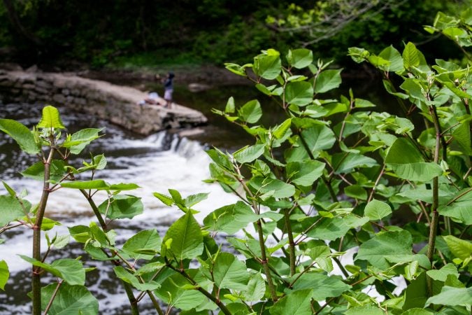 Invaisve Japanese knotweed is seen near the Wissahickon Creek during the City Nature Challenge Sunday. (Brad Larrison for WHYY)