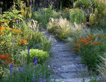 Asclepias tuberosa, Consolida ajacis (syn. Delphinum ajacis) and fine textured Nassella tenuissima make a vibrant combination in the Gravel Garden at Chanticleer.
(Photo credit, Lisa Roper)