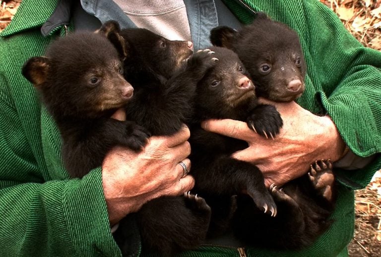 DEP volunteer Ernie Meshack, Stanhope, holds four of the black bear cubs that were removed from a den in Vernon Township, N.J. on March 22, 2011.  (Thomas P. Costello/The Asbury Park Press/AP Photo)