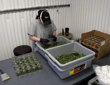 In this Friday, March 22, 2019 photo, Paige Dellafave-DeRosa, a processing supervisor at Compassionate Care Foundation's medical marijuana dispensary in Egg Harbor Township, N.J., sorts marijuana buds. (Julio Cortez/AP Photo)