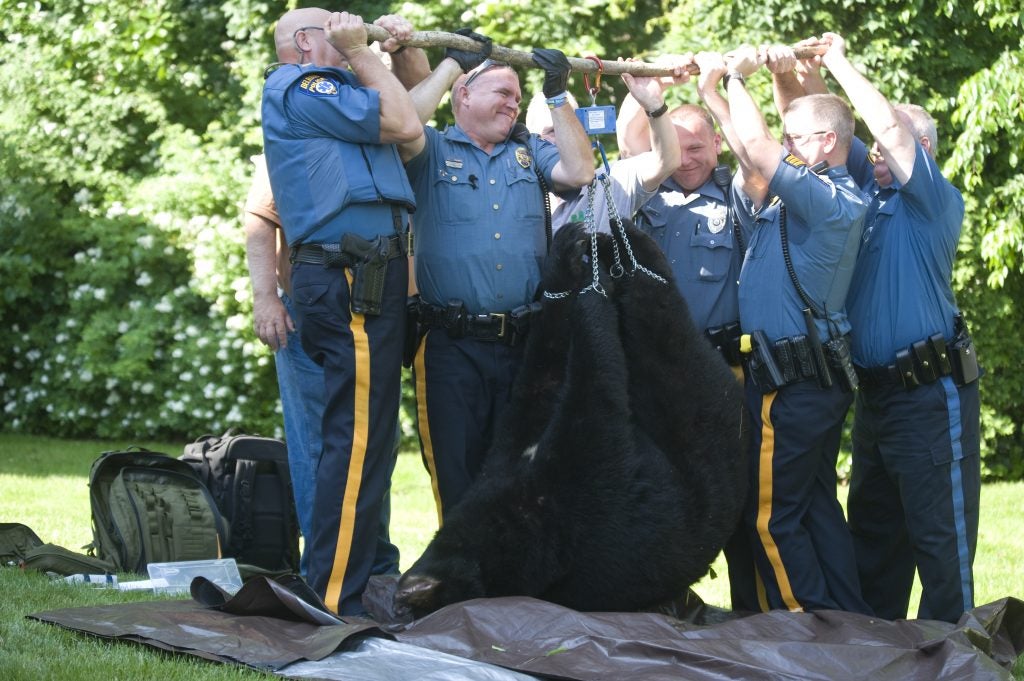 Bears awaken to ongoing debate about their place in N.J. - WHYY