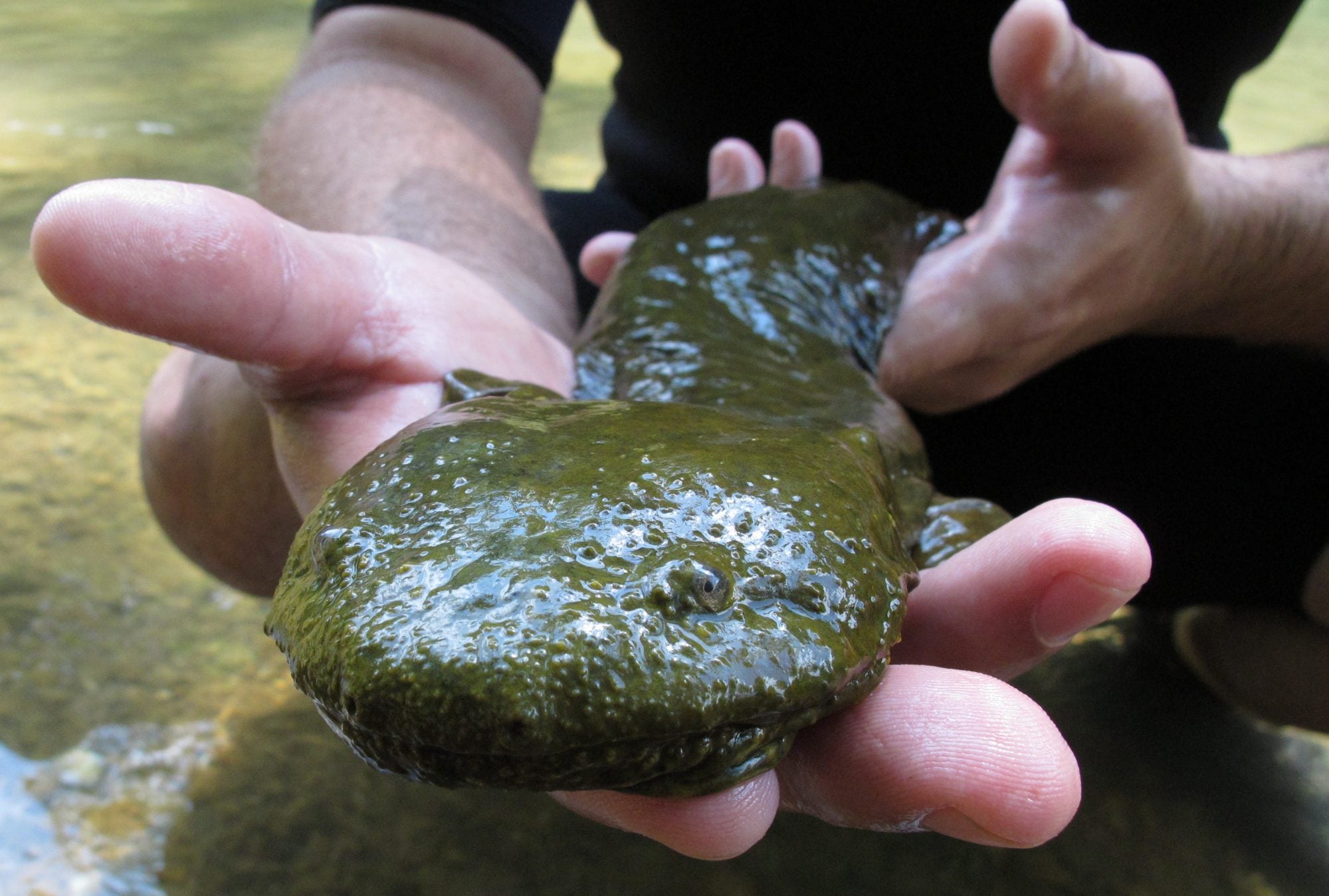 Eastern hellbender voted Pennsylvania's official amphibian - WHYY