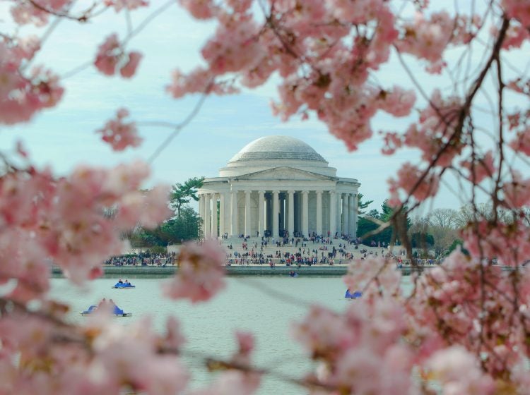 National Cherry Blossom Festival. (Photo Courtesy/Jeff Bogle)
