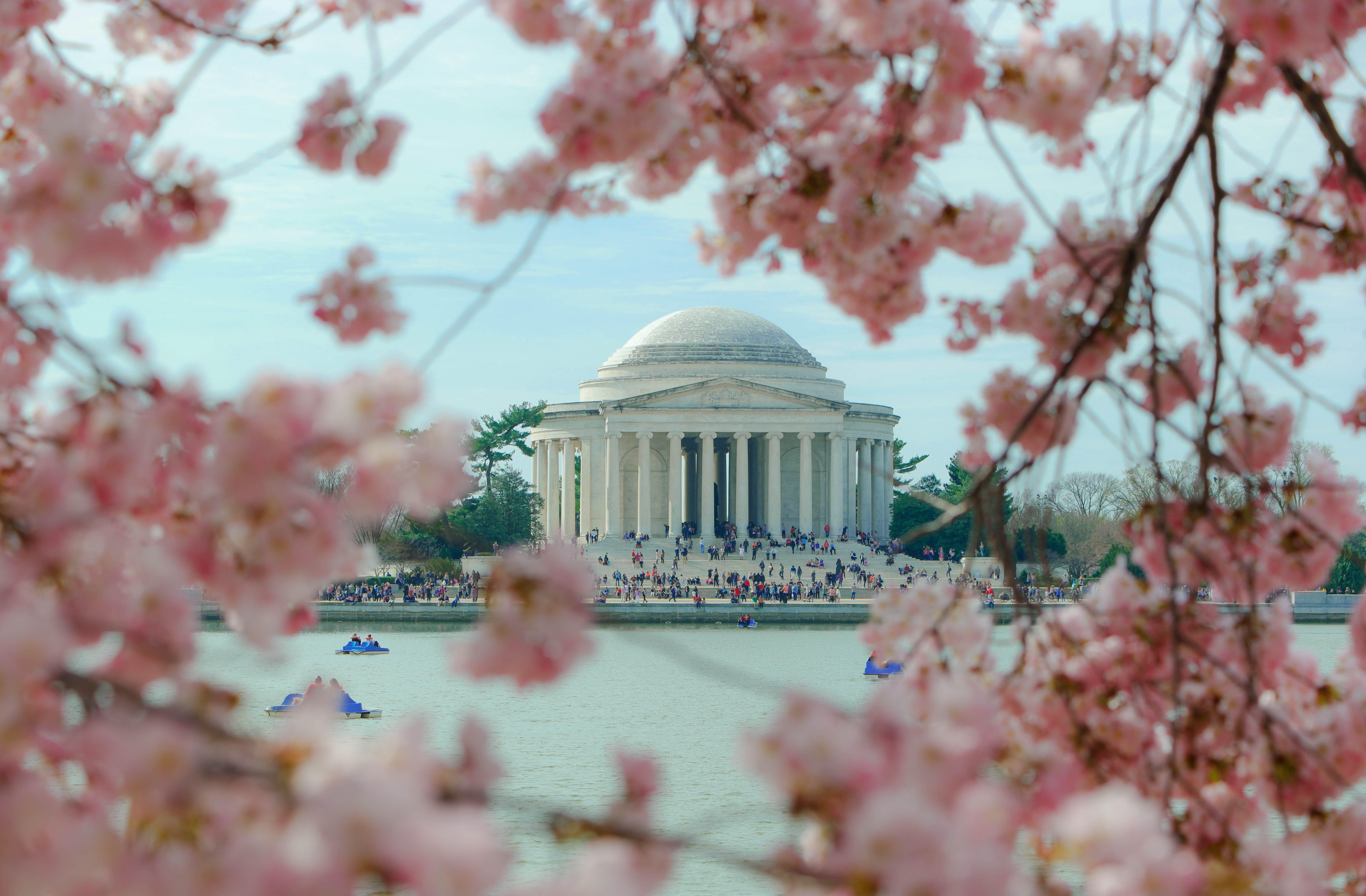 A Colorful Weekend Escape To The National Cherry Blossom Festival WHYY