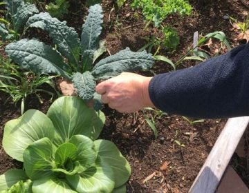 Director of Food Services Jeffrey Gump explores the garden at Self Help Movement. (Michaela Winberg/Billy Penn)