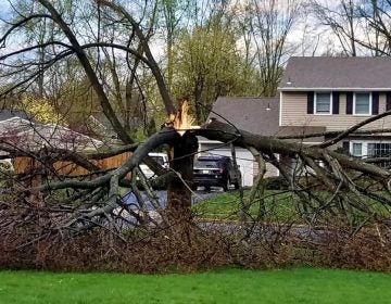 A snapped tree in East Windsor, NJ Monday morning. (Image courtesy of Mary Keysper via JSHN/Facebook)