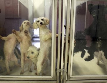 Dogs waiting for adoption leap and lean against the clear doors of their kennels