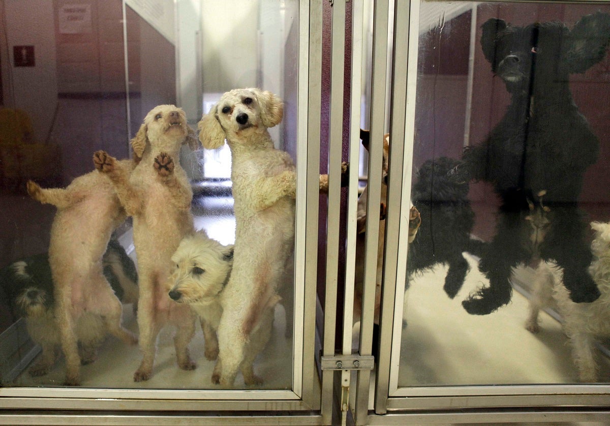 Camden Co. "phantom candidates," untested rape kits in Pa, "puppy mills"