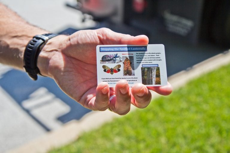 David Paar, owner of Arborescence in Montgomery County, hands out cards that help people spot the different stages of the spotted lanternfly. (Kimberly Paynter/WHYY)