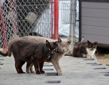 Philadelphia is home to 400,000 stray and feral cats. Those living in a managed colony are trapped, neutered and released back into the colony where they are fed and looked after by volunteers. (Emma Lee/WHYY)