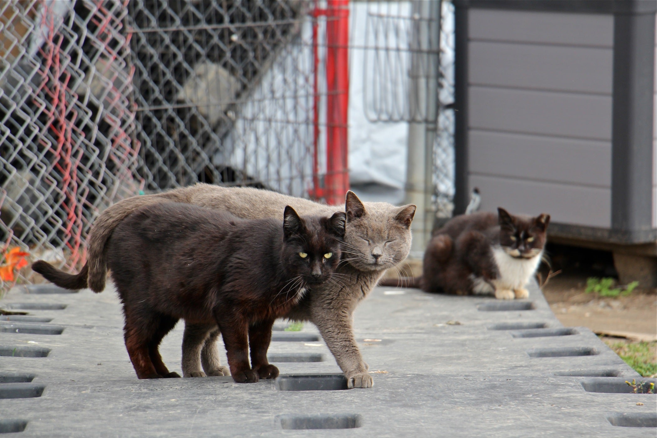 the new feral cats
