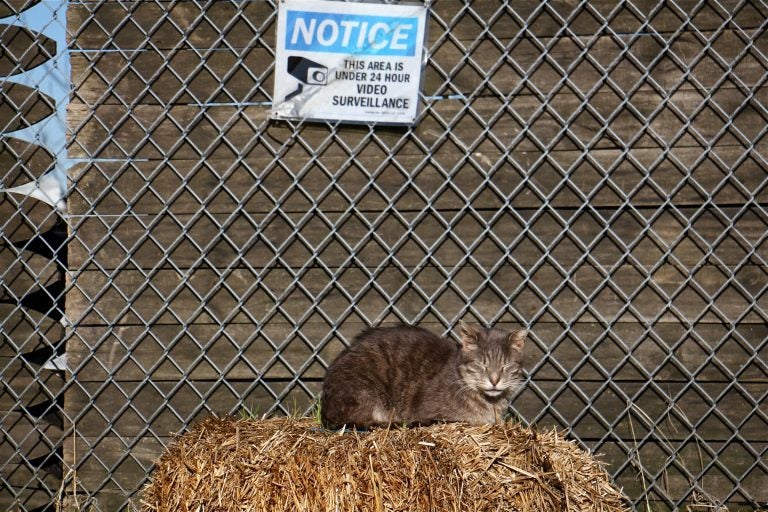 A feral cat suns itself in a cat colony that is watched over by the Delaware River Waterfront Corporation.