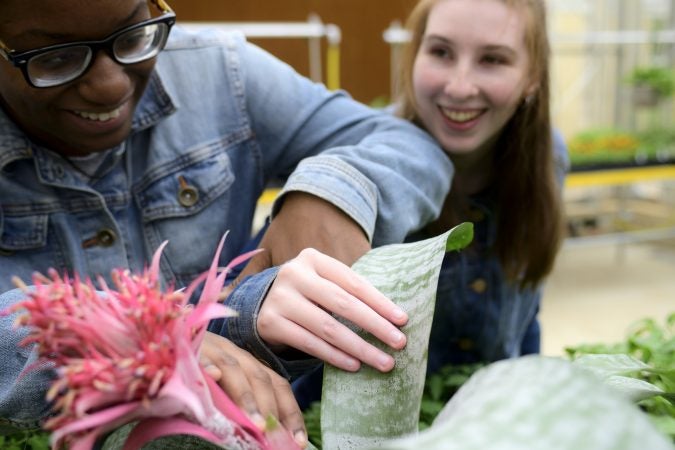 Shamirah Brown, 18 and Ashlee Preston, 19 feel the leaves of a tropical Aechmea fasciata or Urn plant at the new horticulture center for students who are blind, visually impaired or have other disabilities at the Overbrook School of the Blind, on Tuesday. (Bastiaan Slabbers for WHYY)