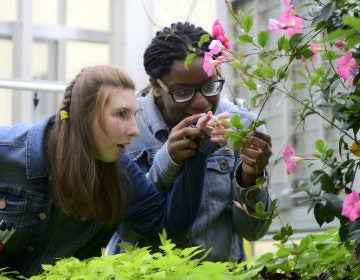 Ashlee Preston, 19, and Shamirah Brown, 18, explore plants at the new horticulture center for students who are blind, visually impaired or have other disabilities at the Overbrook School of the Blind, on Tuesday. (Bastiaan Slabbers for WHYY)