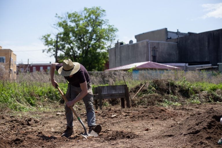 Willow Zef volunteers at the César Andreu Iglesias Community Garden, established by Philly Socialists in 2012 near Lawrence and Norris streets. (Angela Gervasi for WHYY)