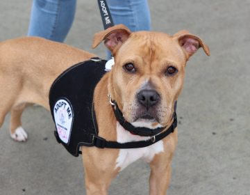 Rescue dogs like Gracie are Delaware’s newest official state dogs. She was recently up for adoption at the Brandywine Valley SPCA. (Brandywine Valley SPCA)